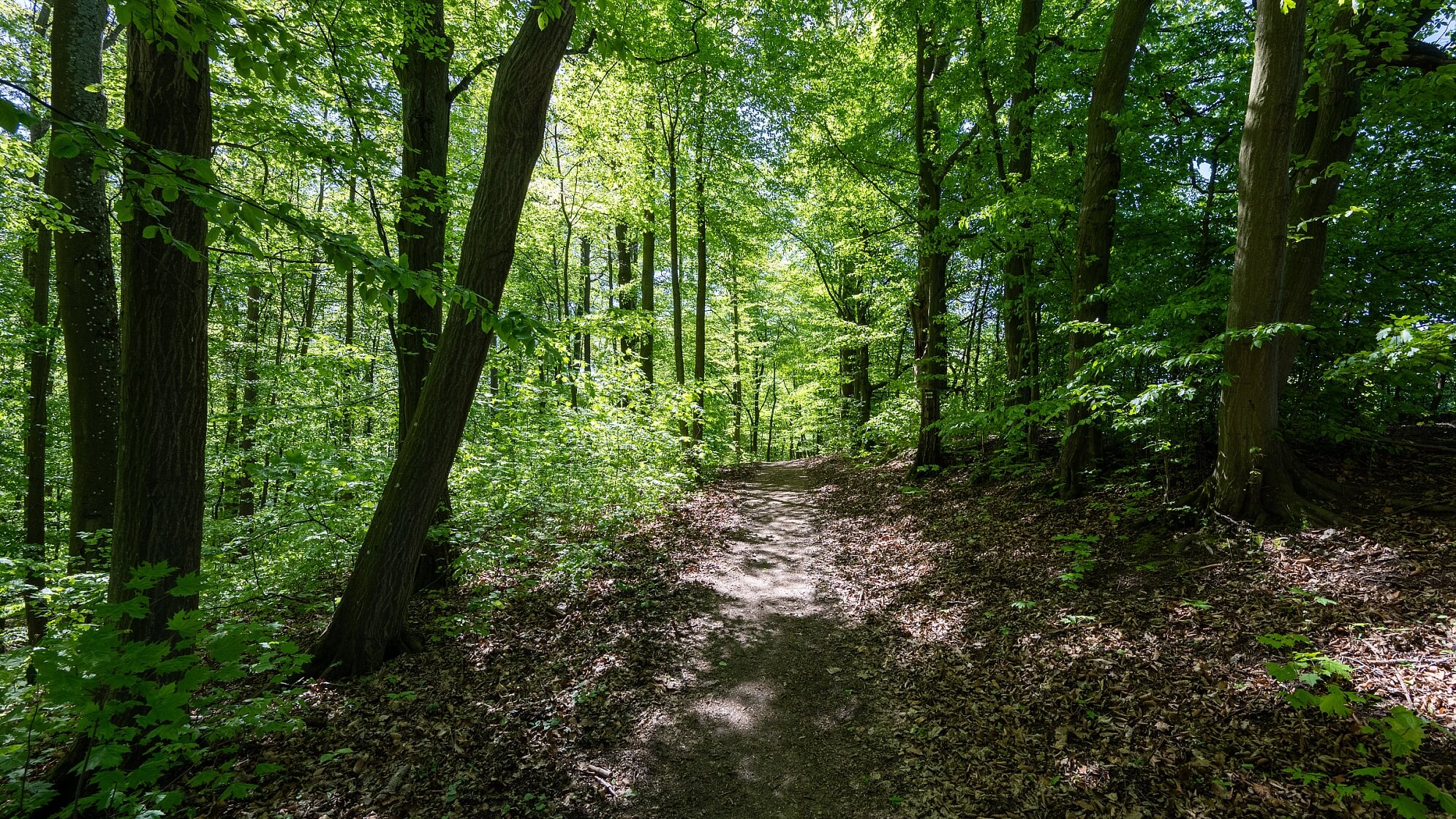 Hostěnice - Brno-venkov | Prodej, Pozemek, 3 101 m²