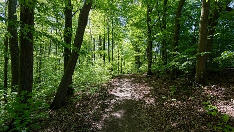 Hostěnice - Brno-venkov | Sale, Land, 3 101 m²