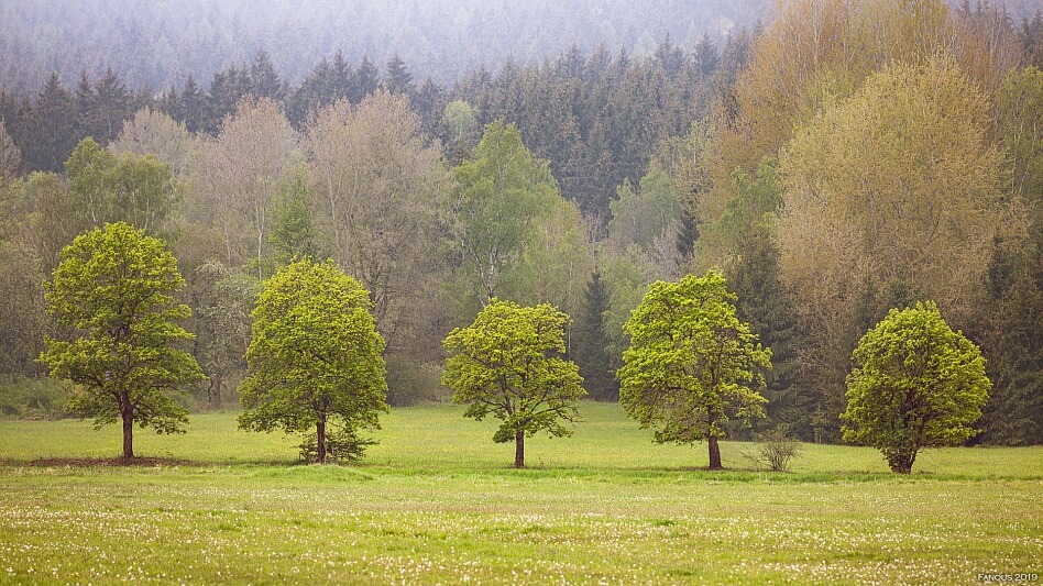 Český les, Bělá nad Radbuzou - Domažlice | Sale, Land, 4 267 m²