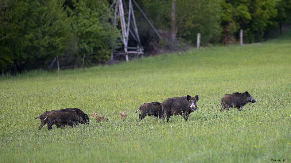 Český les, Bělá nad Radbuzou - Domažlice | Prodej, Pozemek, 2 715 m²