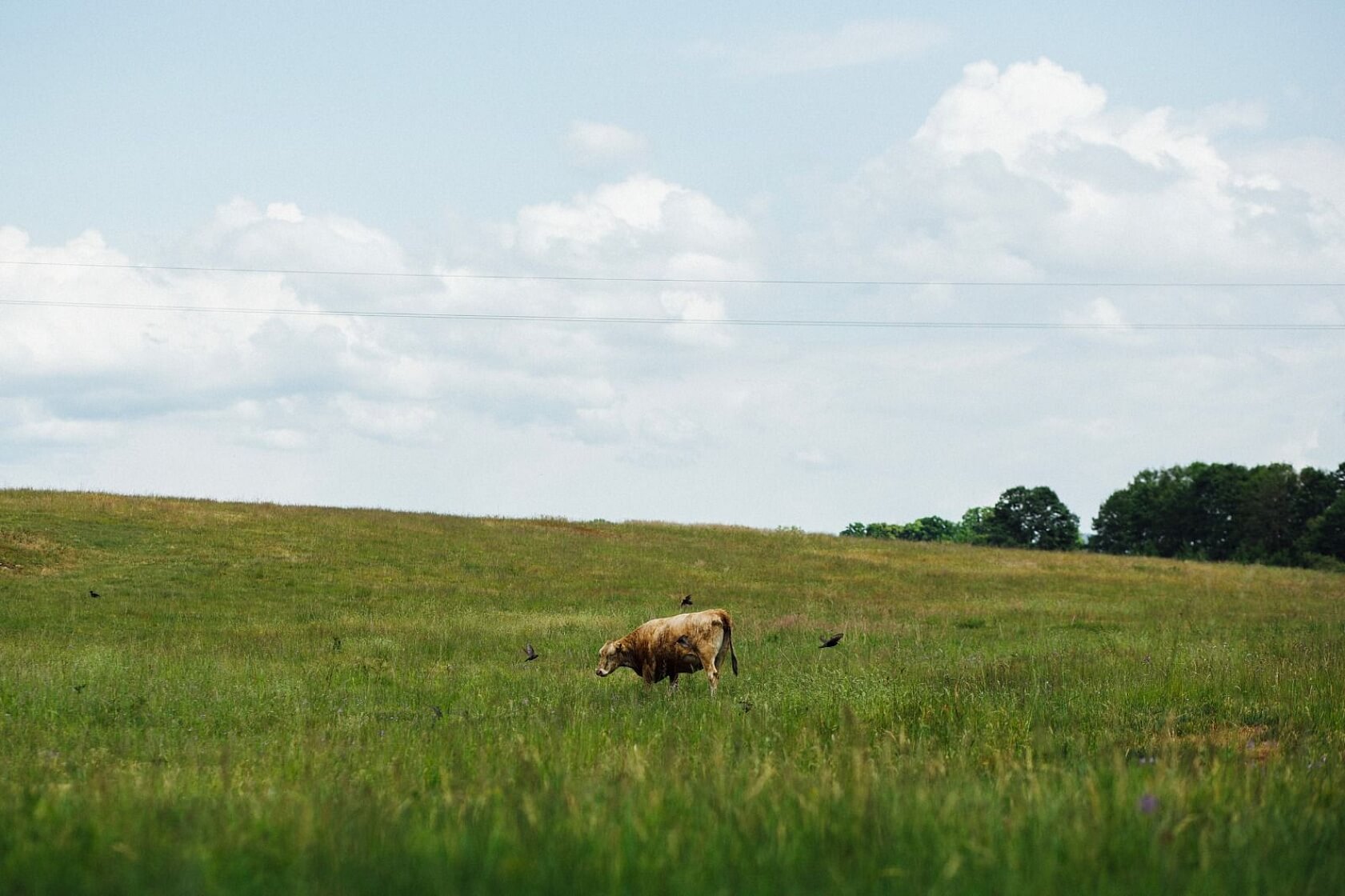 Hostíkovice, Holany - Česká Lípa | Prodej, Pozemek, 1 313 m²