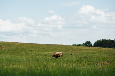 Hostíkovice, Holany - Česká Lípa | Sale, Land, 1 313 m²
