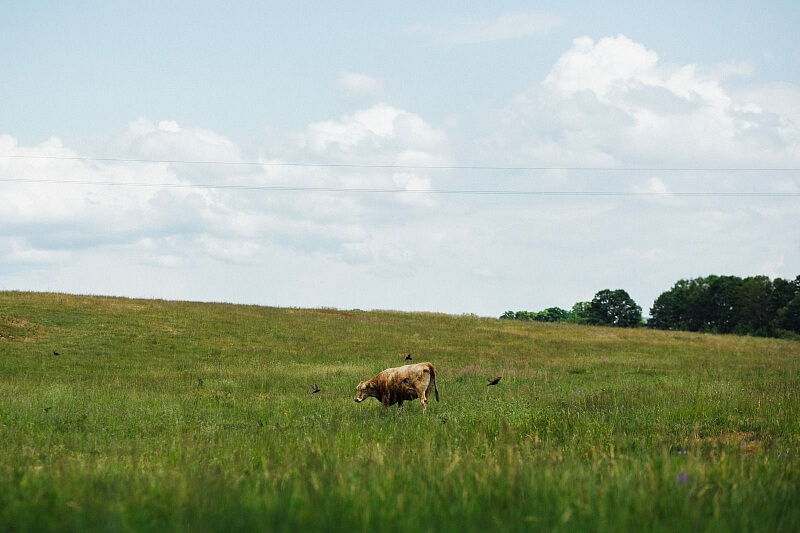 Hostíkovice, Holany - Česká Lípa | Prodej, Pozemek, 1 313 m²