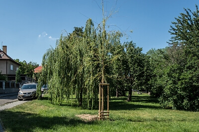 Na Čihadle, Dejvice - Prague 6 | Rent, House Five-bedroom (6+1), 230 m²