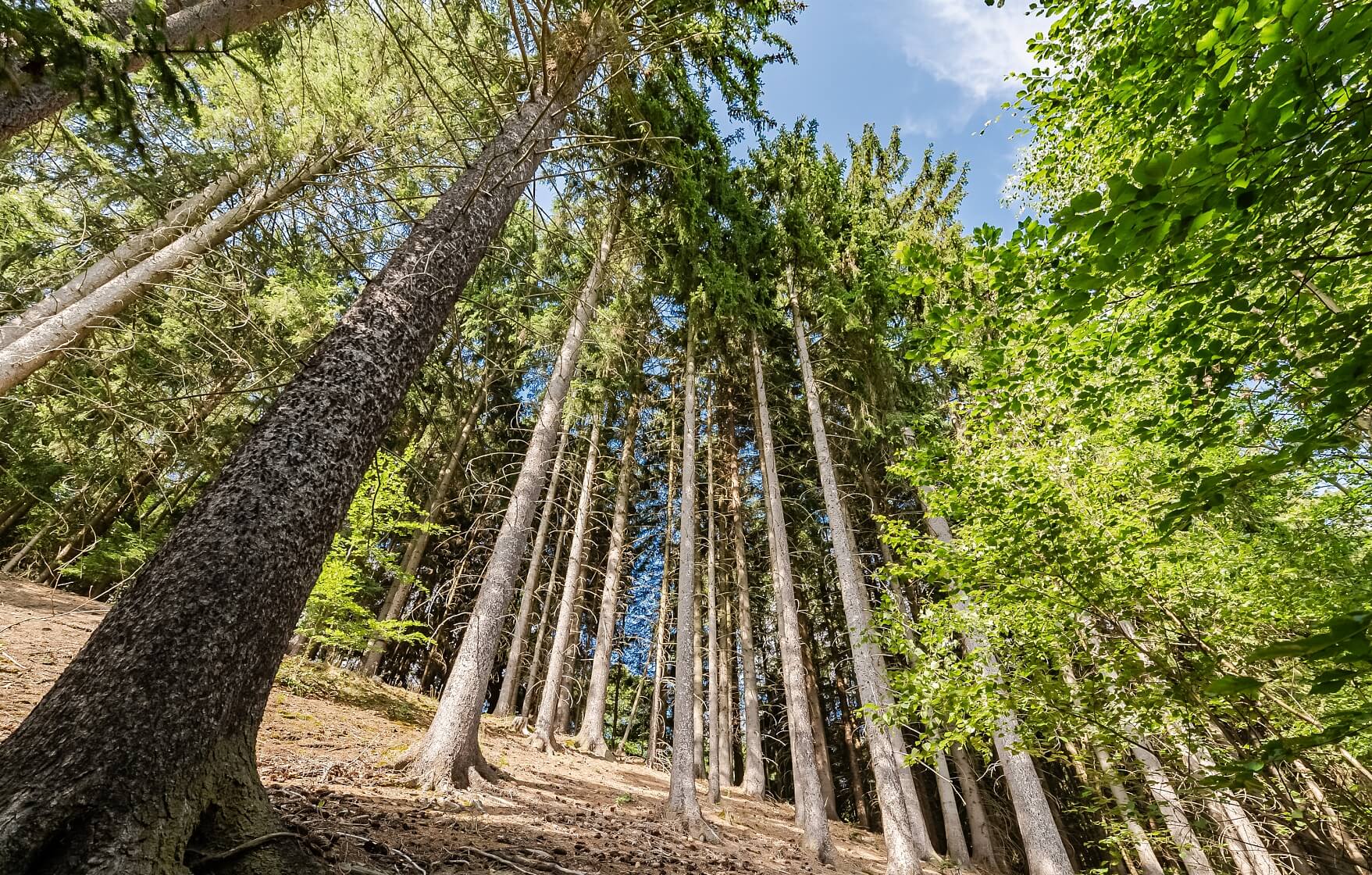 Poniklá - Semily | Prodej, Rodinný dům 4+kk, 90 m²