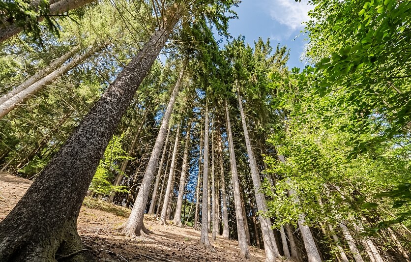 Poniklá - Semily | Prodej, Rodinný dům 4+kk, 90 m²