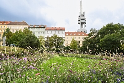 Bořivojova, Vinohrady - Prague 3 | Rent, Apartment One-bedroom (2+kk), 42 m²