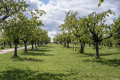 V třešňovce, Hrdlořezy - Prague 9 | Rent, Apartment Two-bedroom (3+kk), 98 m²