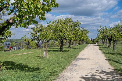 V Třešňovce, Hrdlořezy - Praha 9 | Pronájem, Byt 3+kk, 98 m²