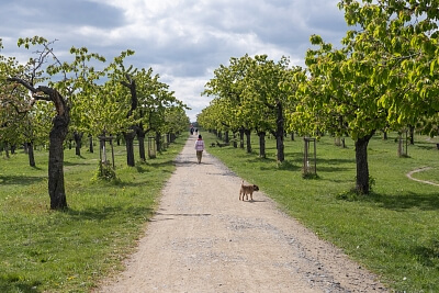 V Třešňovce, Hrdlořezy - Praha 9 | Pronájem, Byt 3+kk, 98 m²